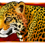 Leopard slika