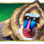 Baboons slika